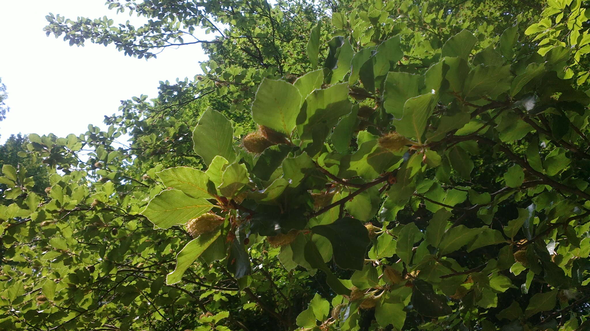 Слика од Fagus orientalis Lipsky