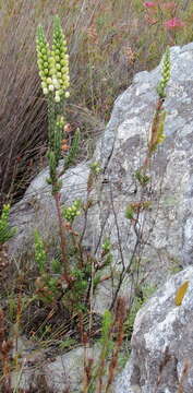 Image of Erica grisbrookii Guthrie & Bolus