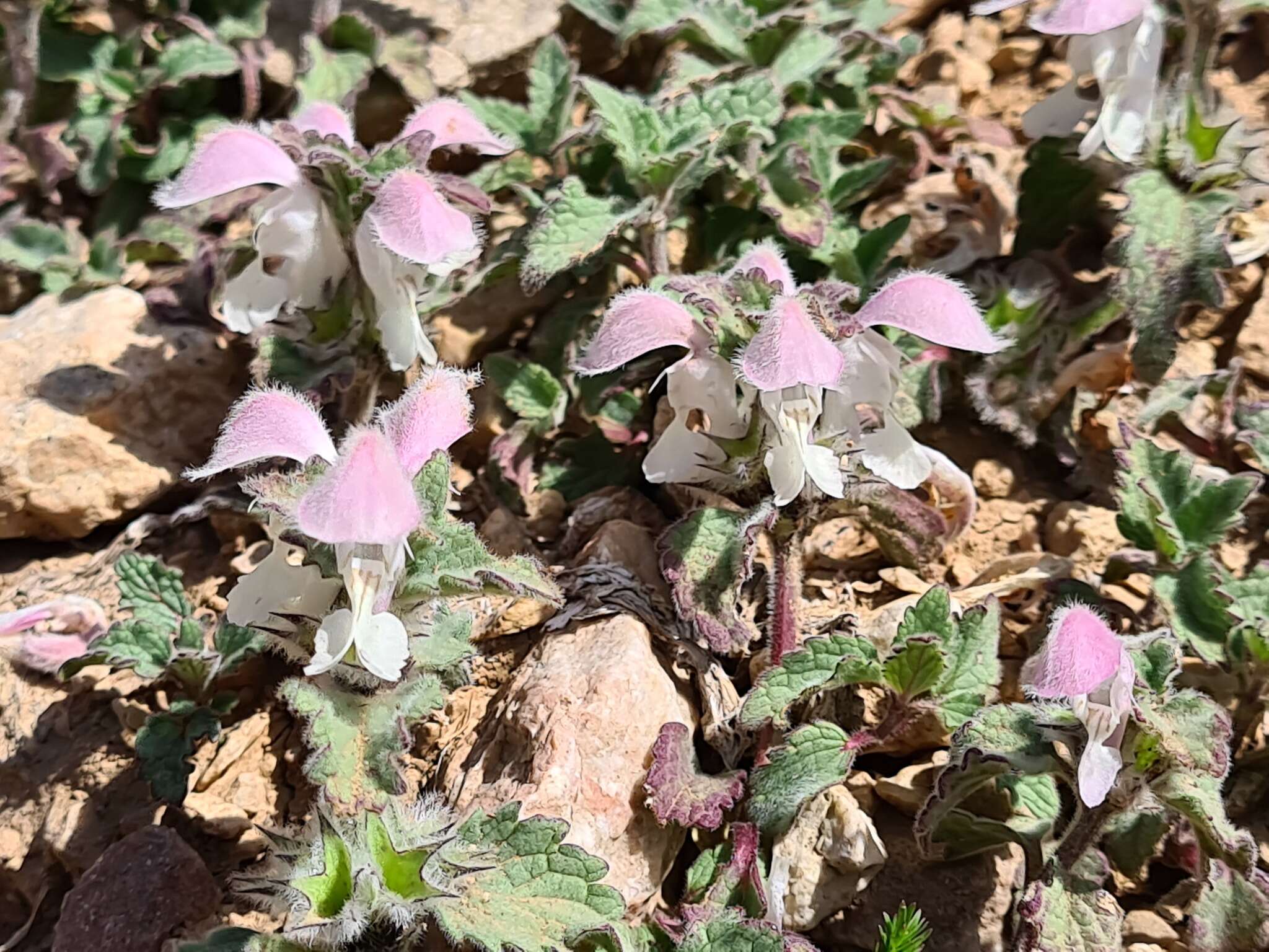 Image of Lamium tomentosum Willd.