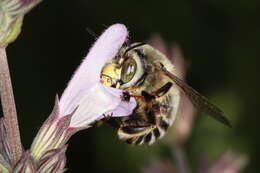 Imagem de Anthophora fulvitarsis Brullé 1832