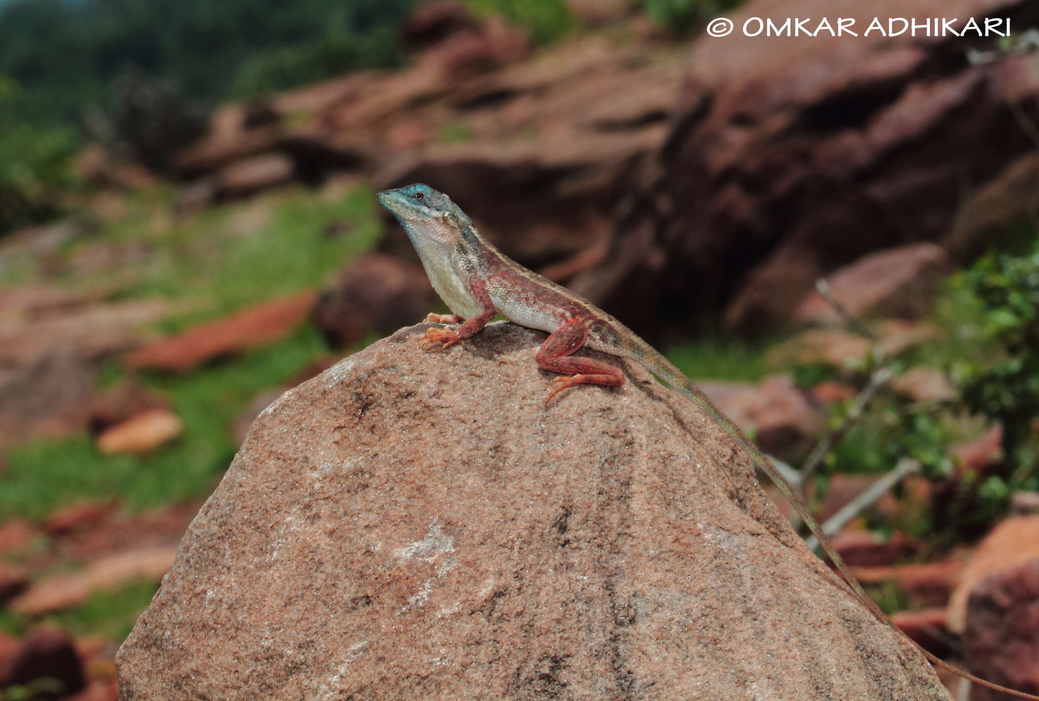 Image de Sitana gokakensis Deepak, Khandekar, Chaitanya & Karanth 2018