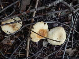 Image of Clitocybe phyllophila (Pers.) P. Kumm.