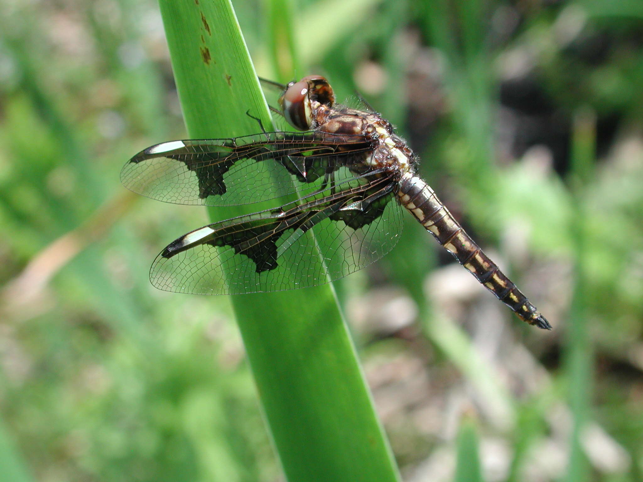 Image of Portia Widow