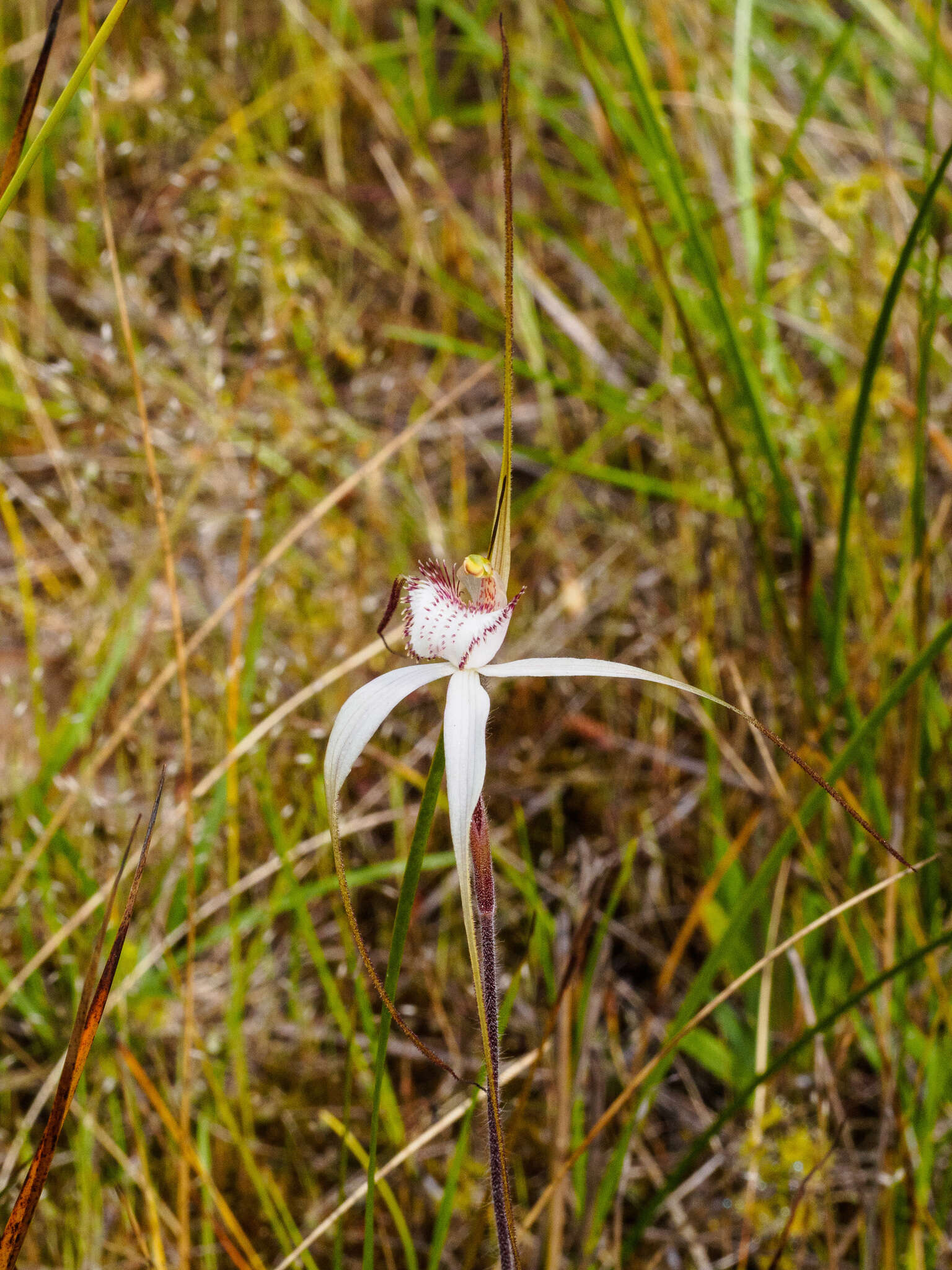 Image of Graceful spider orchid