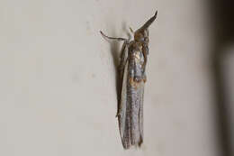 Image of Moth