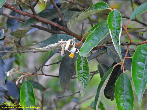 Plancia ëd Styrax suberifolius Hook. & Arn.