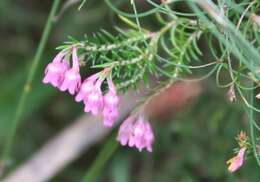 Image of Erica acuta var. acuta