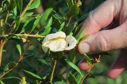 Image of Exobasidium ferrugineae Minnis, A. H. Kenn. & N. A. Goldberg 2012