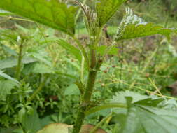 Image of Urtica kioviensis Rogow.