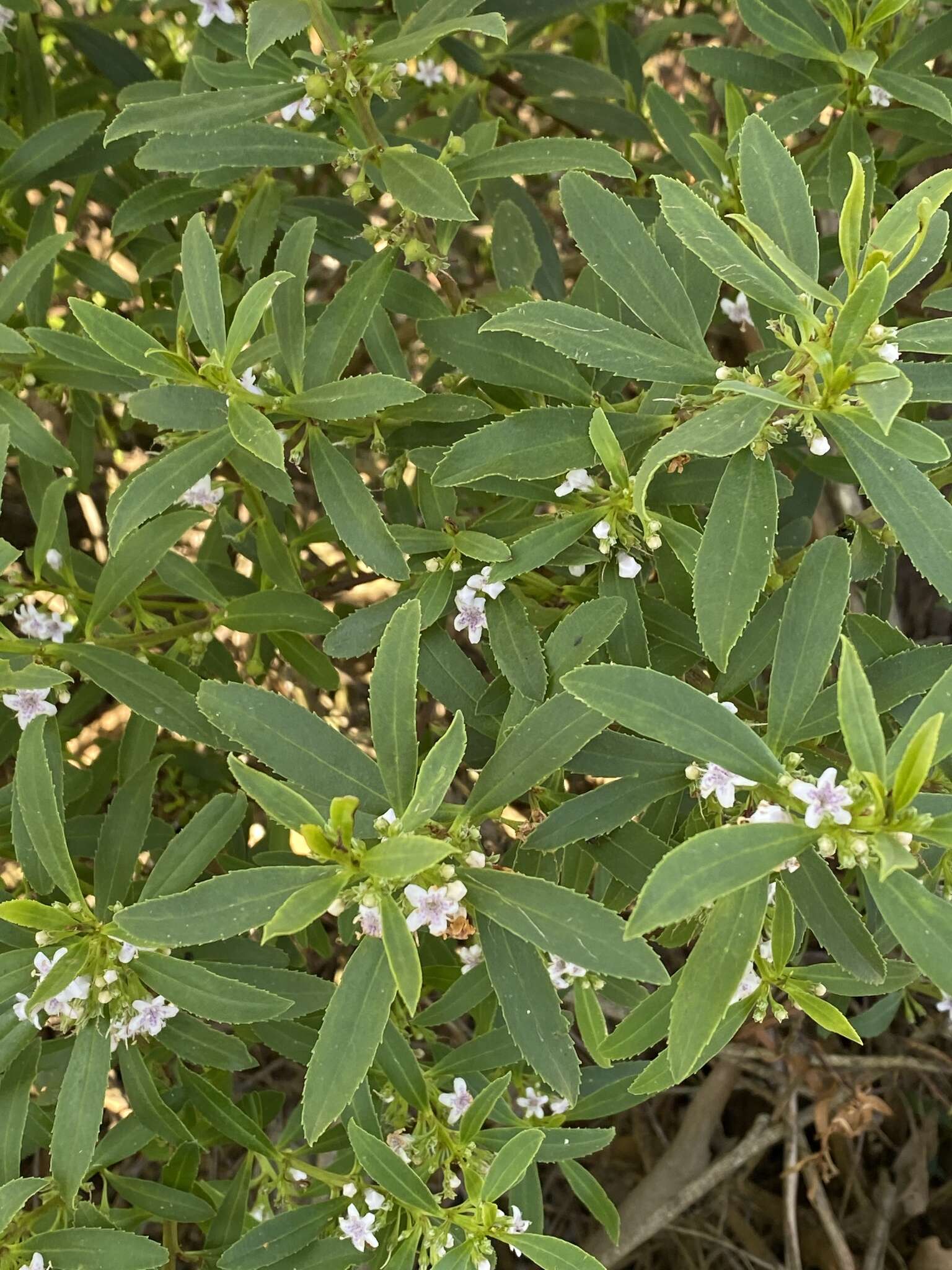 Imagem de Myoporum tetrandrum (Labill.) Domin