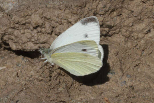 Image of Pieris mannii alpigena