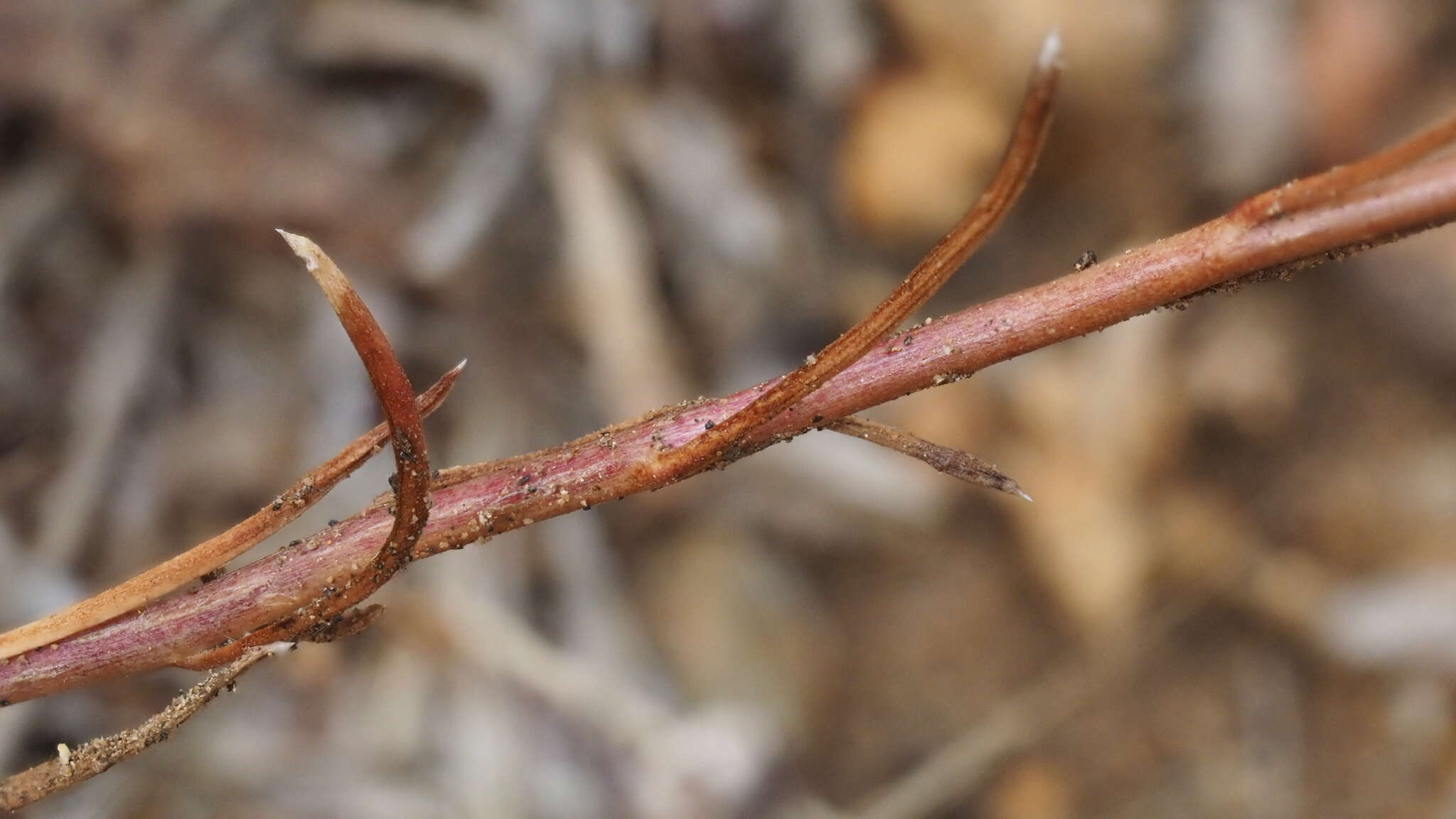 Image of sapphire woollystar