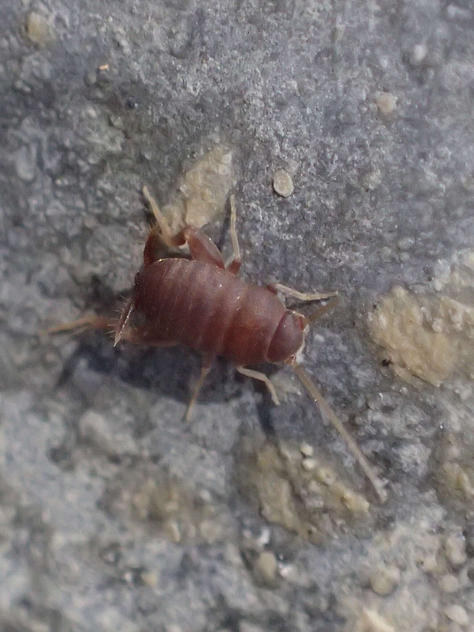 Image of Oregon Ant Cricket