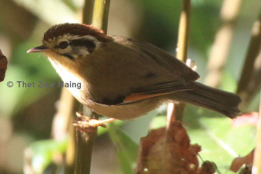 Image of Rufous-winged Fulvetta