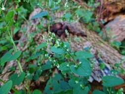 صورة Fallopia scandens (L.) Holub