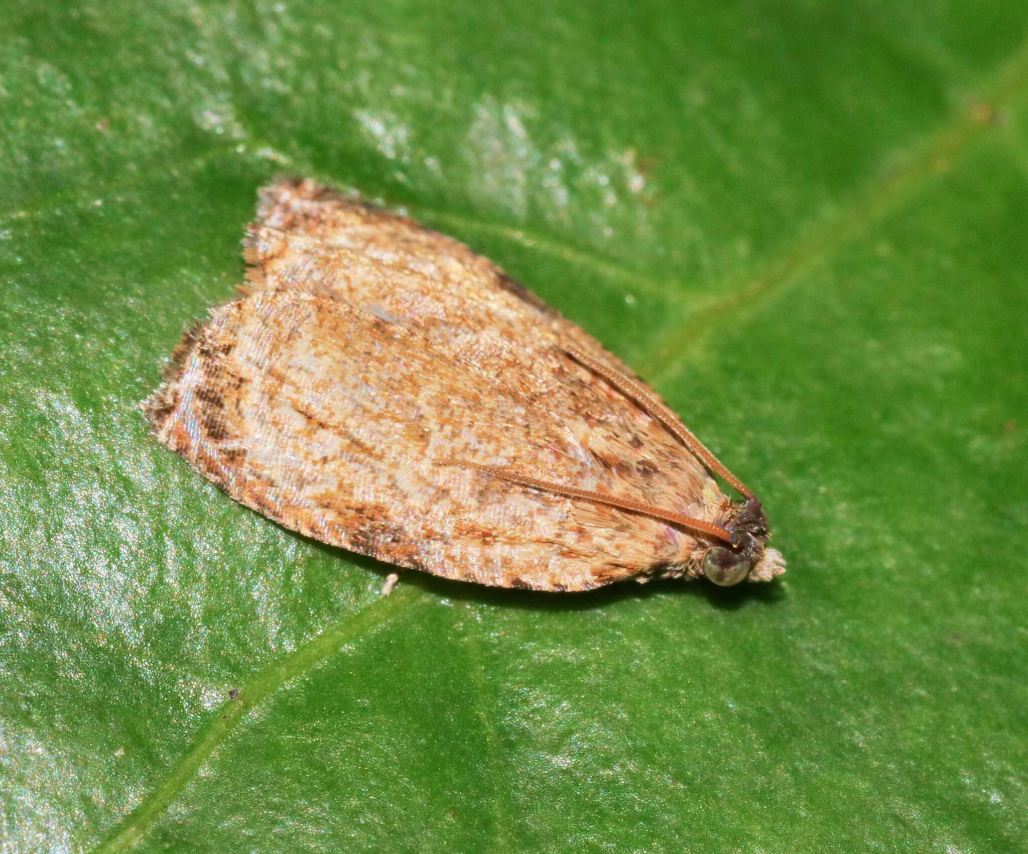 Image de Sycacantha inopinata Diakonoff 1973