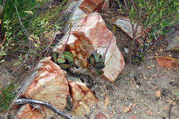 Image of Adromischus sphenophyllus C. A. Smith