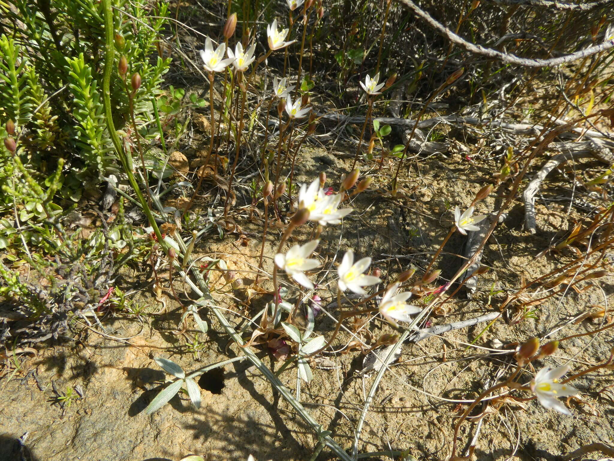 Imagem de Ornithogalum pilosum L. fil.