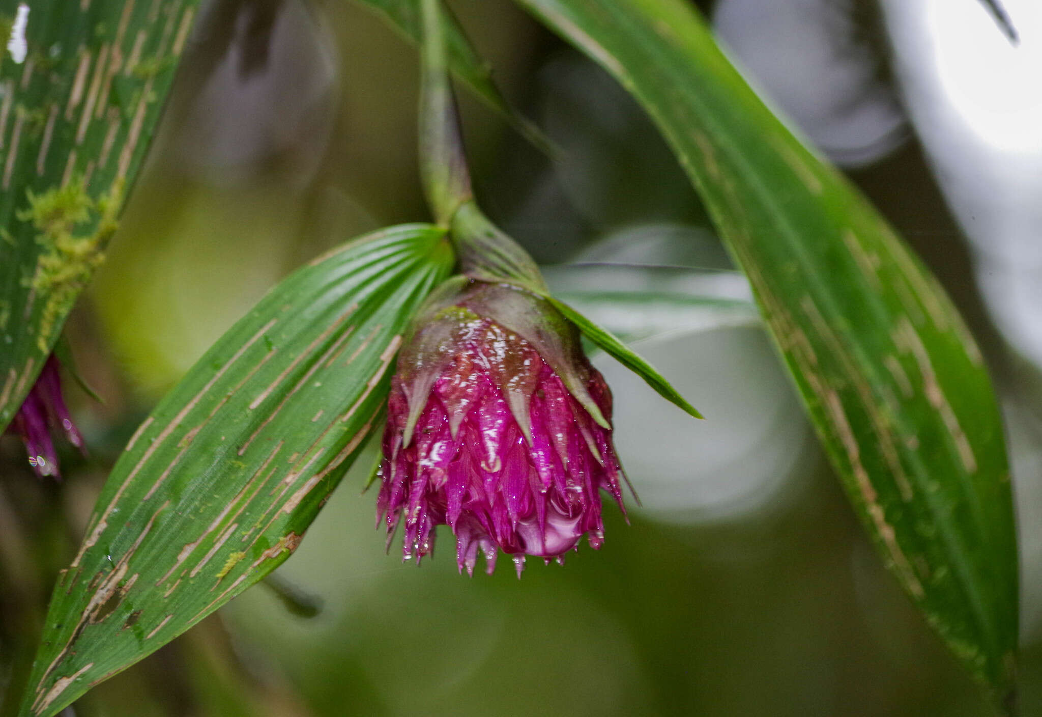 Image of Elleanthus capitatus (Poepp. & Endl.) Rchb. fil.