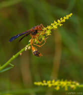 Imagem de Ochradenus socotranus A. G. Mill.