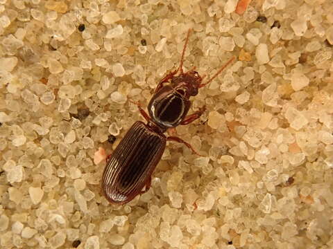 Image of Ground beetle