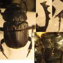 صورة Cheironitis irroratus (Rossi 1790)