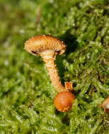 Image of Pholiota squarrosipes Cleland 1933