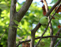 Image of Chinese-quince