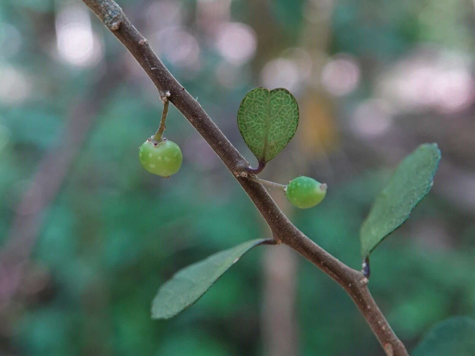 Imagem de Melicytus micranthus Hook. fil.