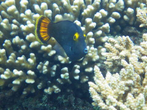 Image of Yellow-eyed leatherjacket