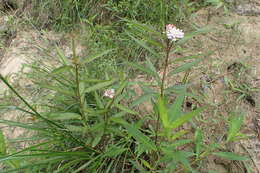 Imagem de Asclepias perennis Walt.