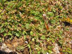 Слика од Erodium maritimum (L.) L'Her.