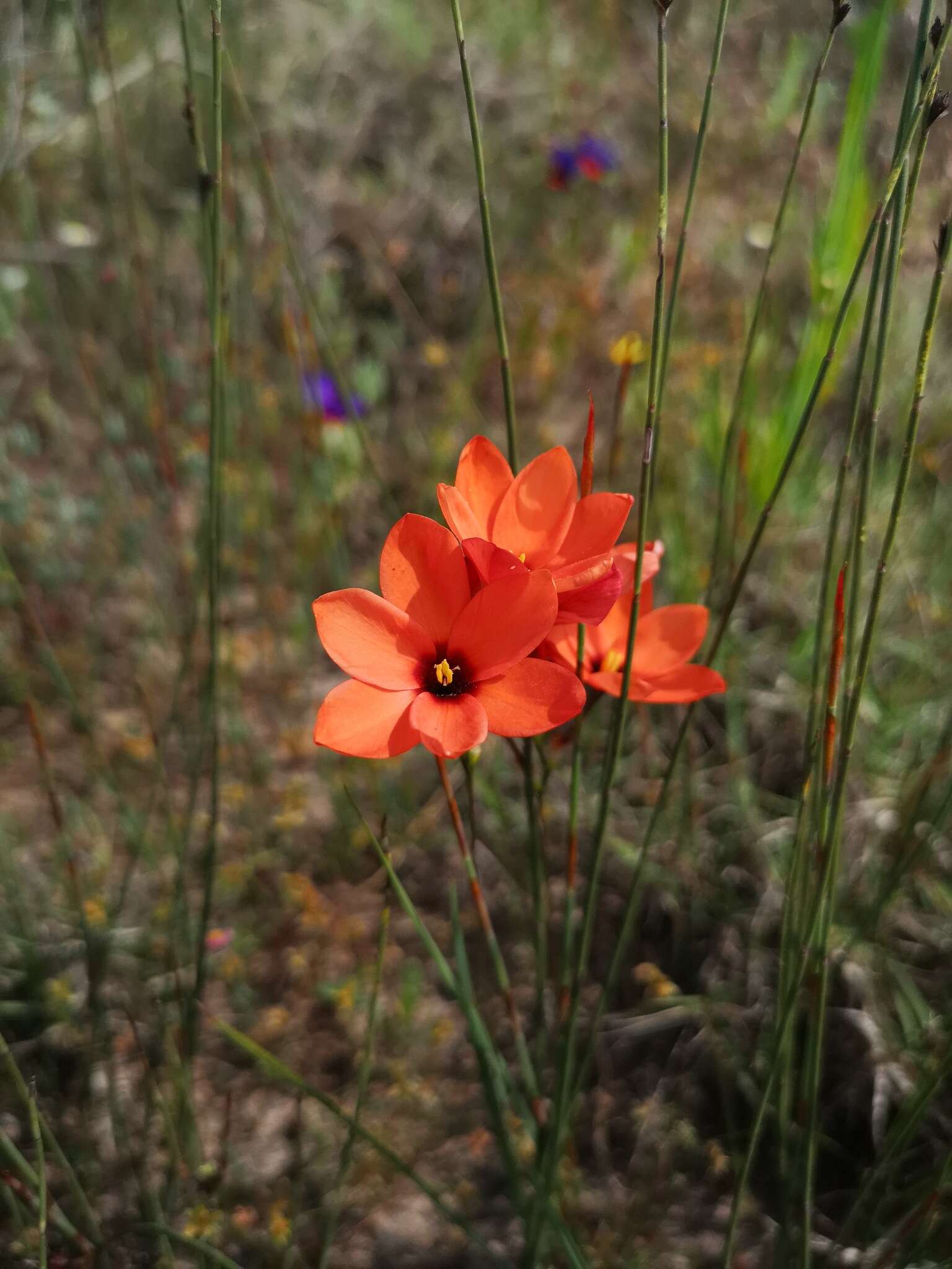 Image of Ixia tenuifolia Vahl