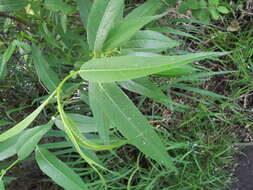 Image de Salix lucida subsp. caudata (Nutt.) G. W. Argus