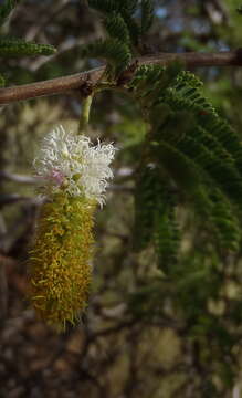 Слика од Dichrostachys cinerea subsp. africana Brenan & Brummitt