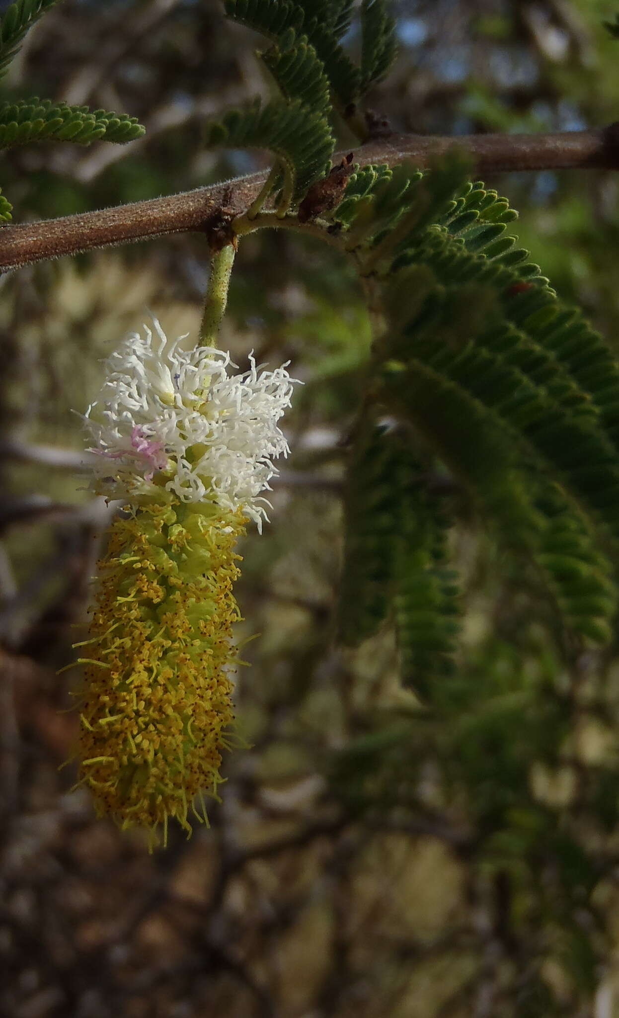 Слика од Dichrostachys cinerea subsp. africana Brenan & Brummitt