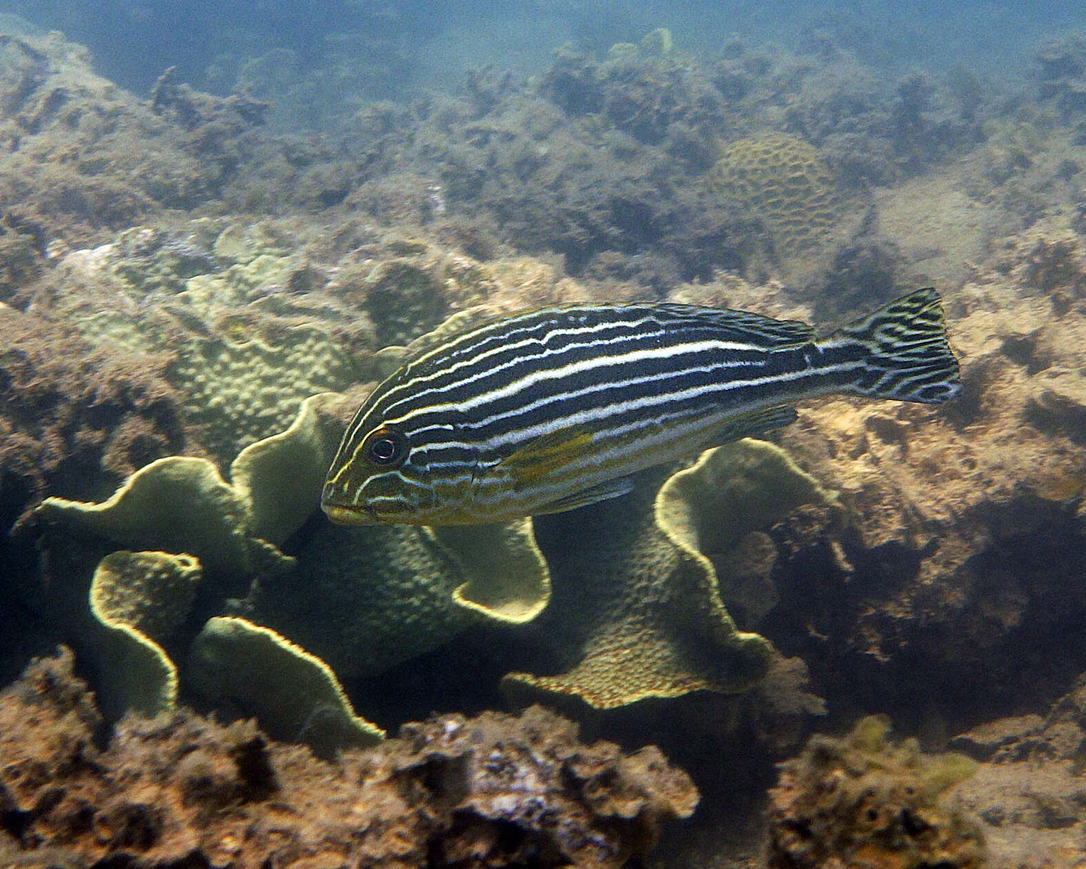 Sivun Plectorhinchus caeruleonothus Johnson & Wilmer 2015 kuva