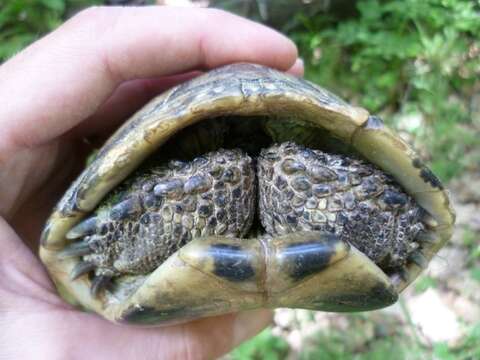 Image of Hermann’s Tortoise