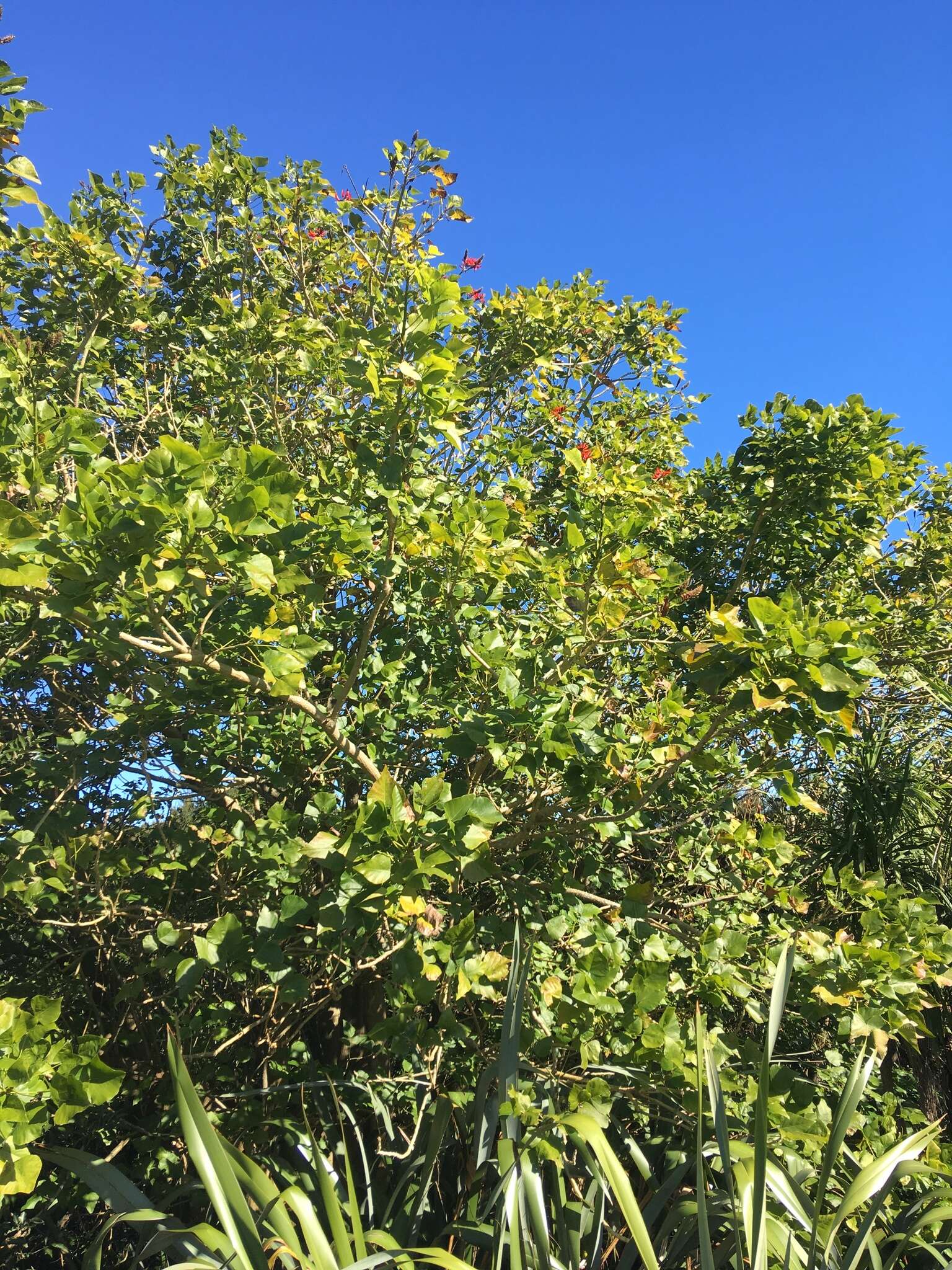 Image of Erythrina sykesii Barneby & Krukoff