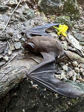 Image of broad-eared bat