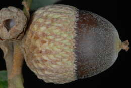 Image of hybrid oak