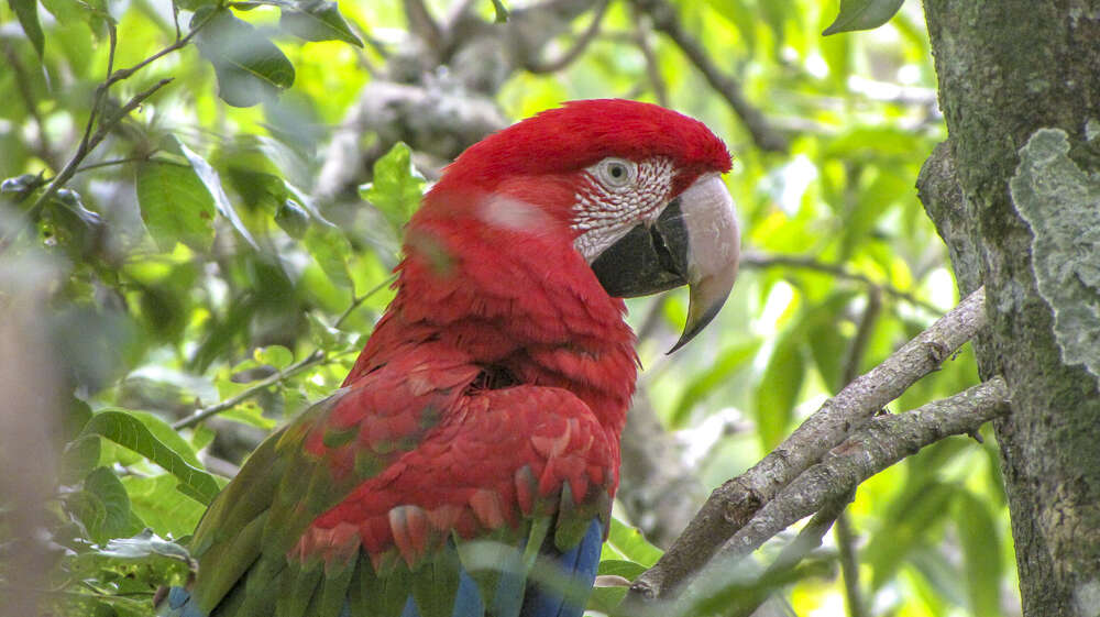 Image of Red-and-green Macaw