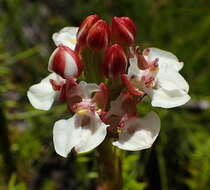 Image of Ceratandra globosa Lindl.