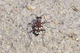 Image of Cicindela (Cicindela) maritima kirgisica Mandl 1936