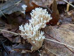 Lentaria micheneri (Berk. & M. A. Curtis) Corner 1950 resmi