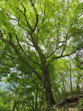 Image de Fagus crenata Blume