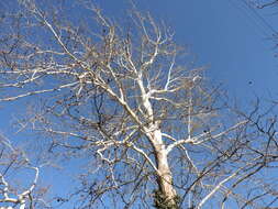 Image of American sycamore