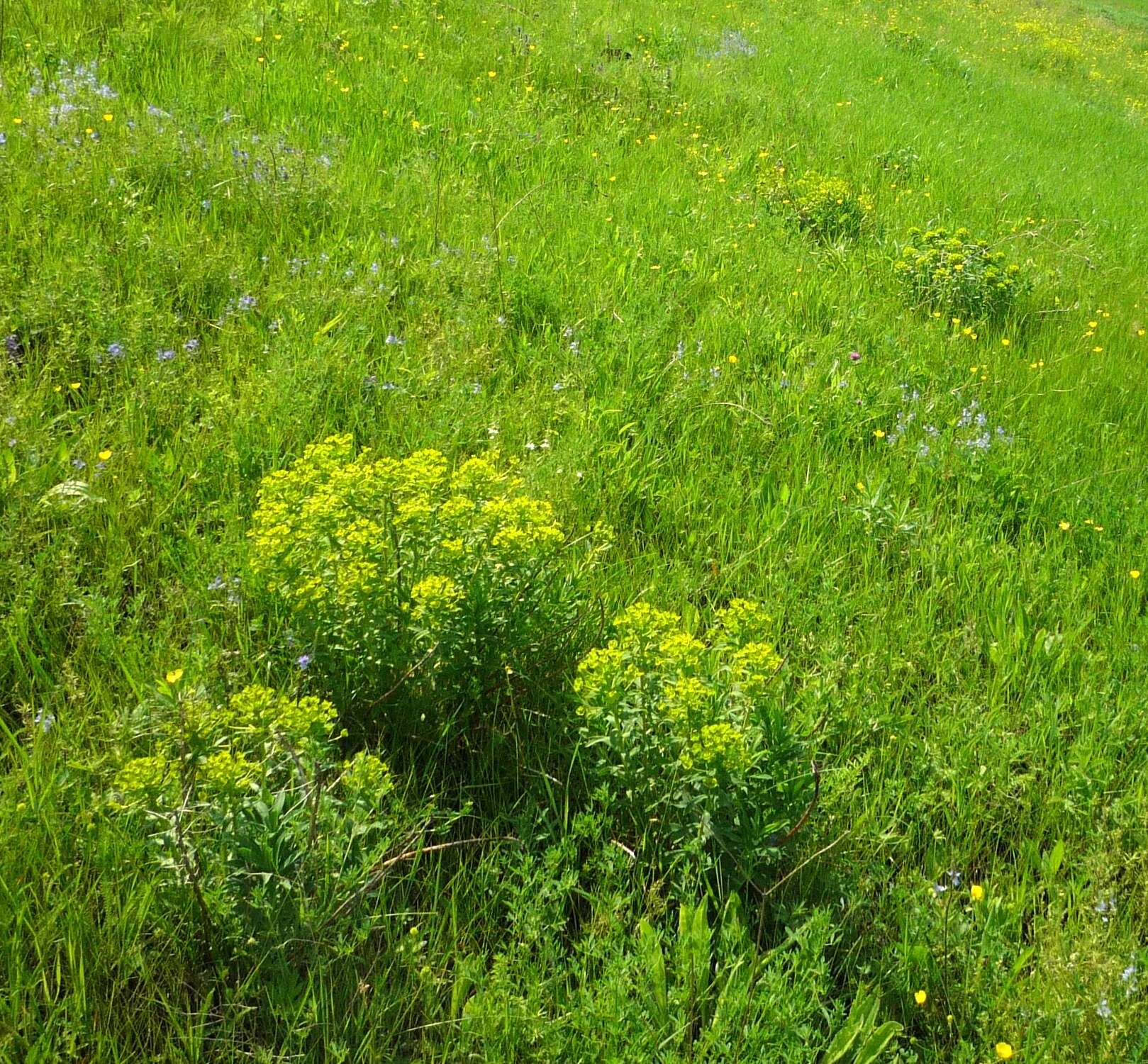 Image of Euphorbia stepposa Zoz ex Prokh.