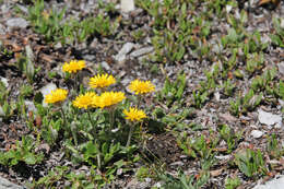 Image of alpine yellow fleabane