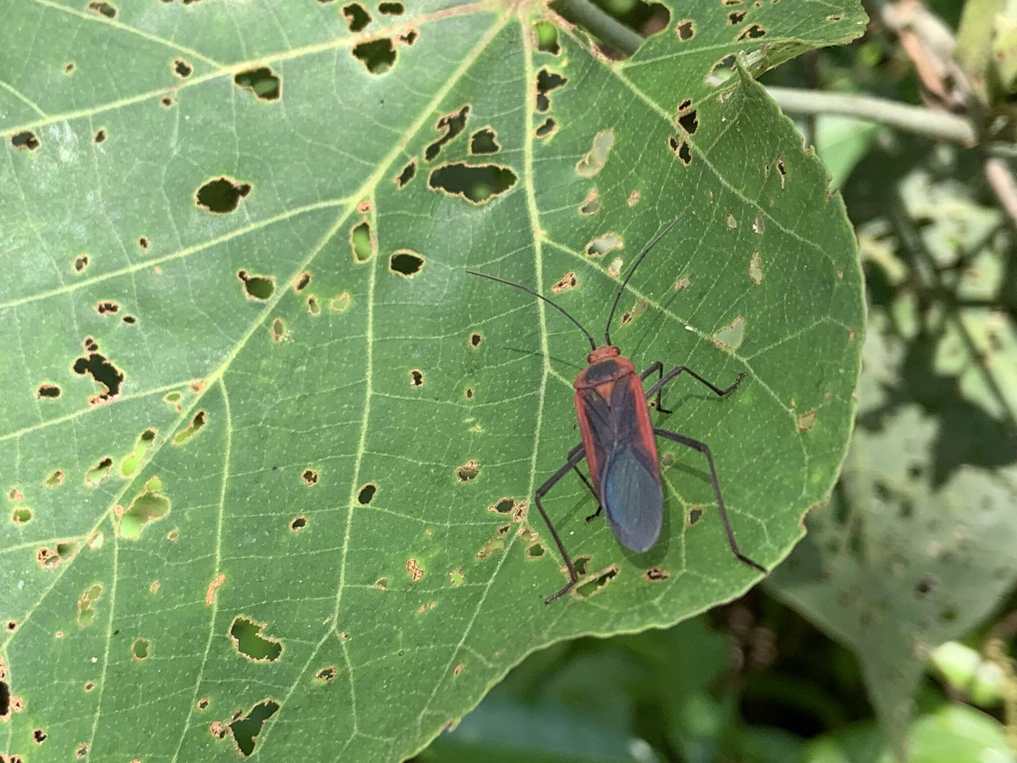 Leptocoris rufomarginatus (Fabricius 1794) resmi